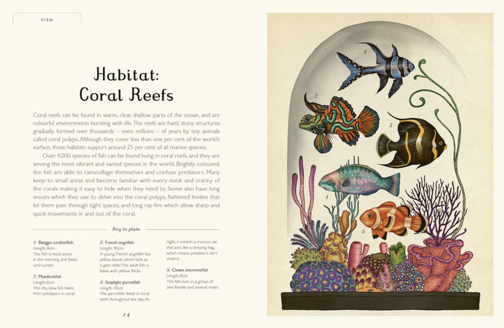 Animalium Junior Edition - NSPCC Shop