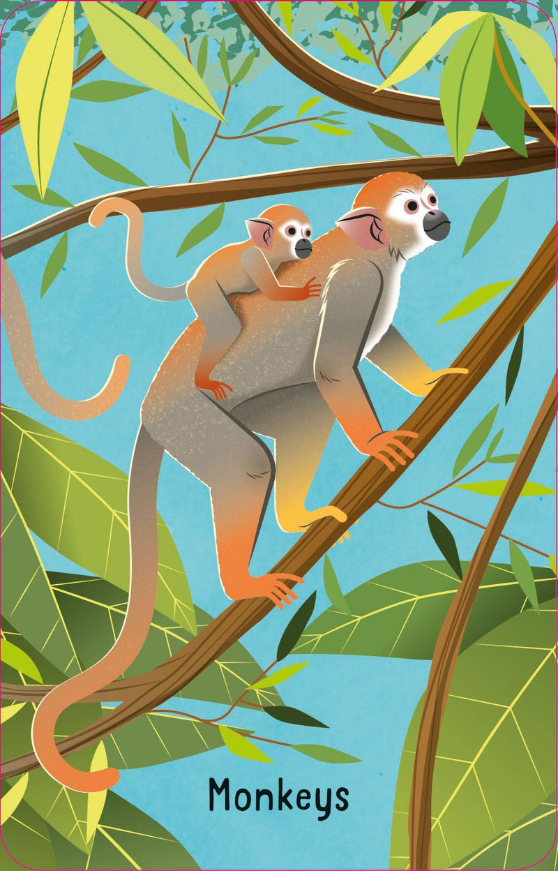 Animal snap card of a Monkey