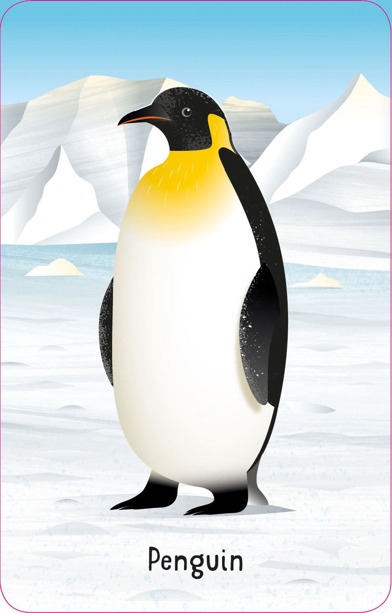 Animal snap card of a penguin